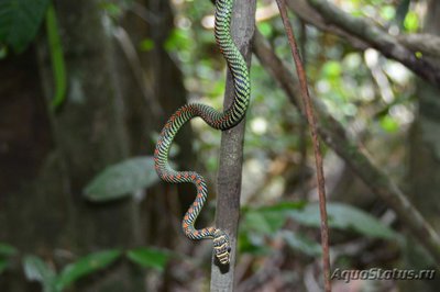 Фото Летающая змея райская Chrysopelea paradisi  (photo#121165)