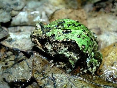 Фото Лопатоногий узкорот мраморный Scaphiophryne marmorata  (photo#121194)