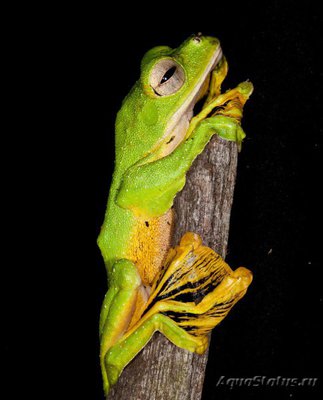 Фото Лягушка летающая чернолапая Rhacophorus nigropalmatus Green Glyding Tree Frog  (photo#121225)