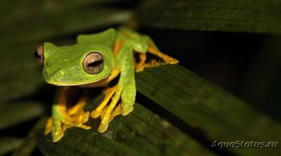 Фото Лягушка летающая чернолапая Rhacophorus nigropalmatus Green Glyding Tree Frog  (photo#121226)