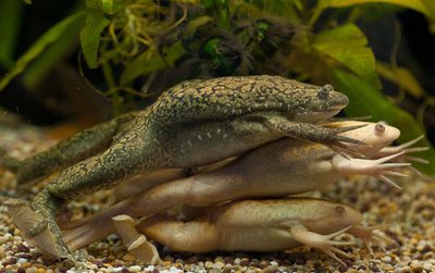 Фото Лягушка шпорцевая Xenopus laevis  (photo#121228)