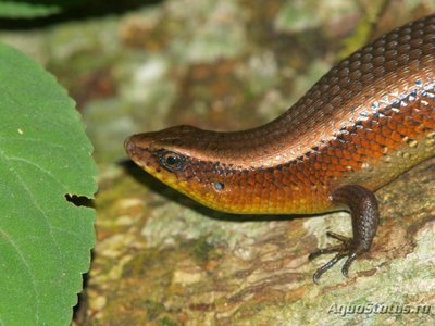 Фото Мабуя многополосая Mabuya multifasciata  (photo#121235)