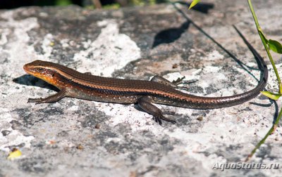 Фото Мабуя многополосая Mabuya multifasciata  (photo#121236)