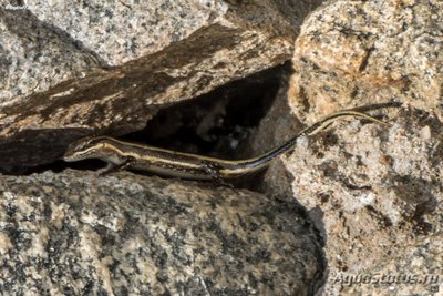 Фото Мабуя радужная Mabuya margaritifera  (photo#121237)
