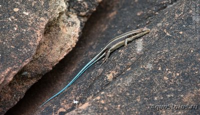 Фото Мабуя радужная Mabuya margaritifera  (photo#121238)