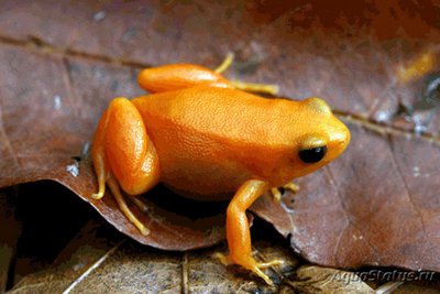 Фото Мантелла золотистая Mantella aurantiaca  (photo#121239)