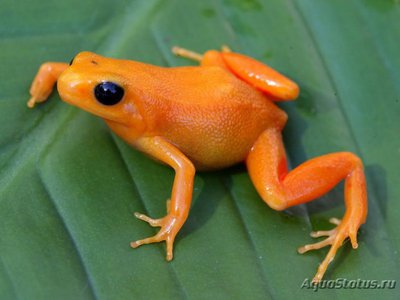 Фото Мантелла золотистая Mantella aurantiaca  (photo#121241)