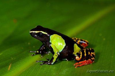 Фото Мантелла мадагаскарская Mantella madagascariensis  (photo#121243)