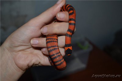 Фото Молочная змея Lampropeltis triangulum  (photo#121246)