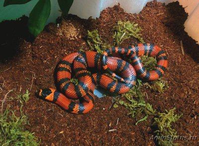 Фото Молочная змея Lampropeltis triangulum  (photo#121248)