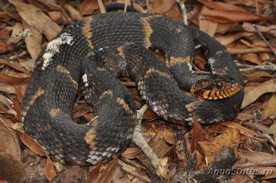 Фото Неродия полосатая Nerodia fasciata  (photo#121257)