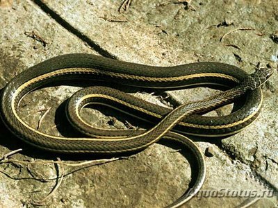 Фото Песчаная змея суданская Psammophis sudanensis  (photo#121294)