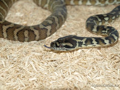 Фото Питон ковровый пестрый Morelia spilota variegata Carpet python  (photo#121322)