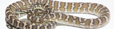 Фото Питон ковровый пестрый Morelia spilota variegata Carpet python  (photo#121323)