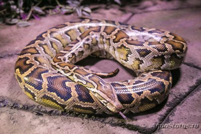 Фото Питон тигровый Python molurus  (photo#121339)