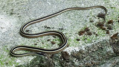 Фото Подвязочная змея флоридская Thamnophis sauritus  (photo#121367)