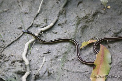 Фото Подвязочная змея флоридская Thamnophis sauritus  (photo#121368)
