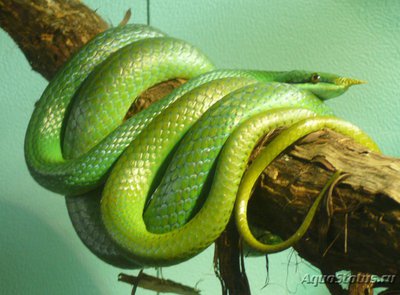 Фото Полоз носатый Буланже Rhynchophis boulengeri  (photo#121381)
