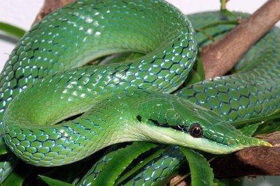 Фото Полоз носатый Буланже Rhynchophis boulengeri  (photo#121382)