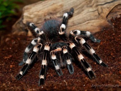 Фото Птицеед акантоскуррия геникулята Acanthoscurria geniculata  (photo#121412)
