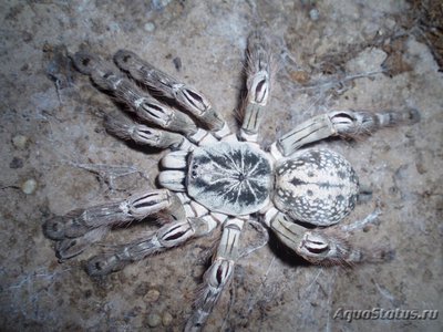 Фото Птицеед гетероскодра макулята Heteroscodra maculata  (photo#121443)