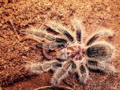 Фото Птицеед граммостола розовая Grammostola rosea  (photo#121450)