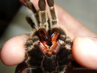 Фото Птицеед граммостола розовая Grammostola rosea  (photo#121451)