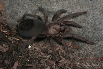 Фото Птицеед цитаракантус Меермана Citharacanthus meermani Cinnamon Brown Tarantula  (photo#121491)