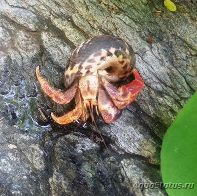 Фото Рак-отшельник ценобита Coenobita clypeatus Hermit crab  (photo#121495)