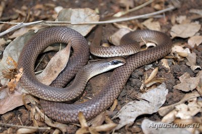 Фото Рамфиофис носатый Rhamphiophis rostratus  (photo#121506)