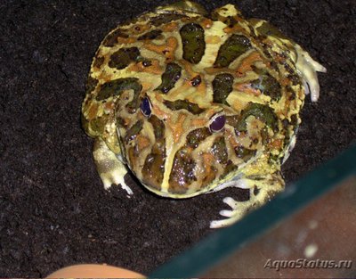Фото Рогатка Кранвелла Ceratophrys cranwelli Pacman Frog  (photo#121508)