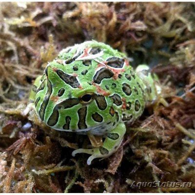 Фото Рогатка Кранвелла Ceratophrys cranwelli Pacman Frog  (photo#121509)