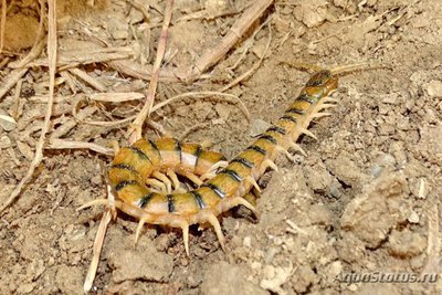 Фото Сколопендра желтоногая Scolopendra sp. cf. cingulata  (photo#121537)