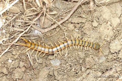 Фото Сколопендра желтоногая Scolopendra sp. cf. cingulata  (photo#121538)