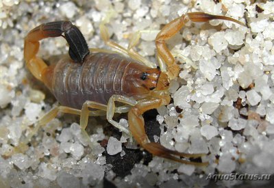 Фото Скорпион андроктонус австралис Androctonus australis  (photo#121545)