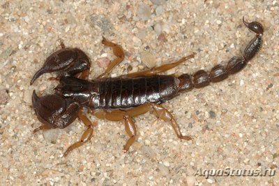 Скорпион скорпио маурус (Scorpio maurus)