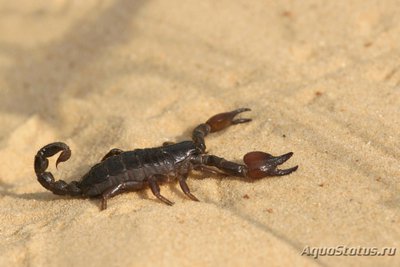 Скорпион скорпио маурус (Scorpio maurus)