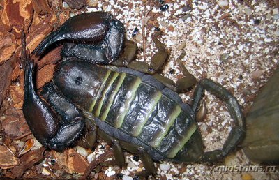 Скорпион хадогенес пауциденс (Hadogenes paucidens)