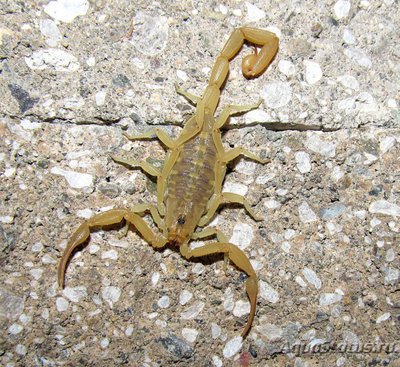 Скорпион центруроидес (Centruroides sp.)