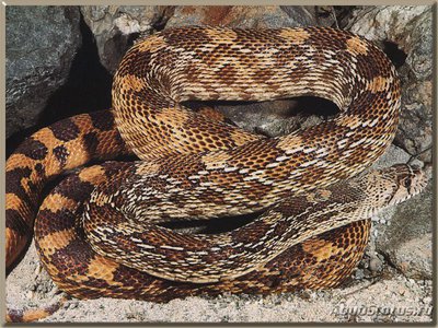Сосновая змея черно-белая (Pituophis melanoleucus)