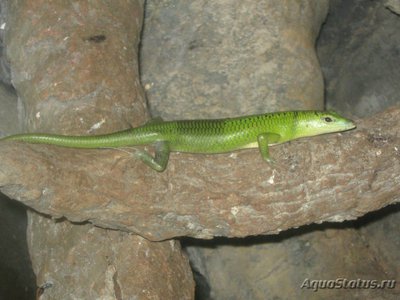 Сцинк древесный смарагдовый (Lamprolepis smaragdinа)