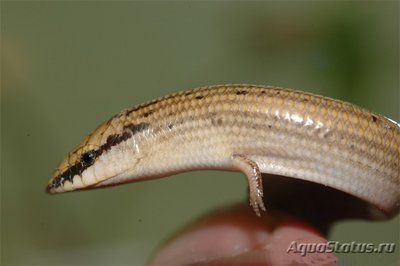 Сцинк клиноголовый (Sphenops sepsoides)