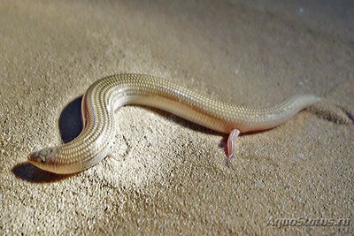 Сцинк клиноголовый (Sphenops sepsoides)