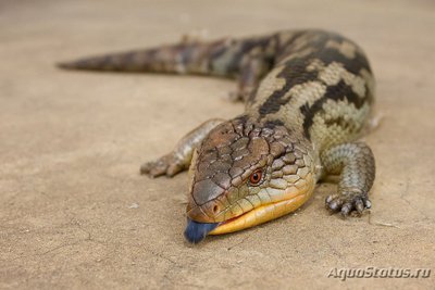 Сцинк синеязыкий (Tiliqua scincoides)