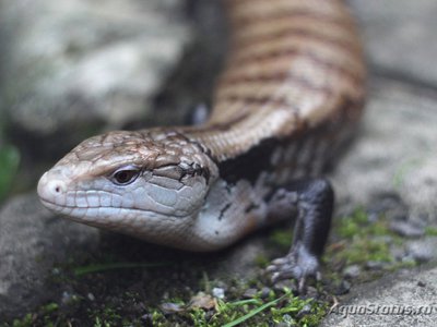 Сцинк синеязыкий (Tiliqua scincoides)