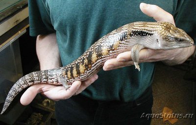 Сцинк синеязыкий гигантский (Tiliqua gigas)