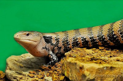 Сцинк синеязыкий гигантский (Tiliqua gigas)