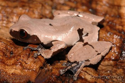 Телодерма гладкая (Theloderma licin)