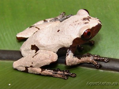 Телодерма гладкая (Theloderma licin)