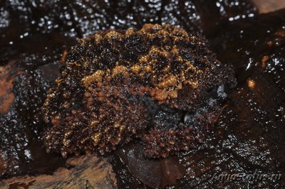 Телодерма Гордона (Theloderma gordoni)